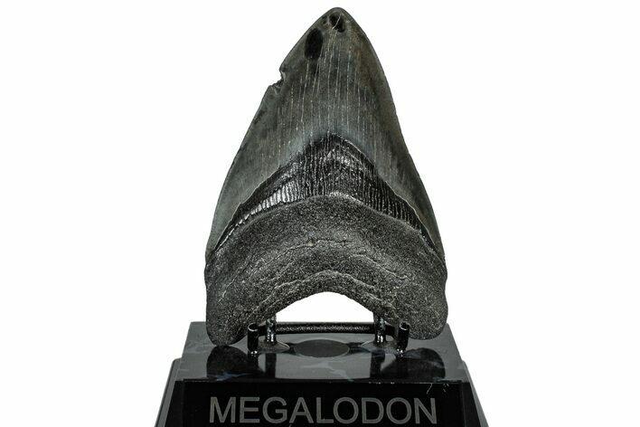 Fossil Megalodon Tooth - South Carolina #310016